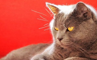Cat yellow eyes red background 2 - ascii art free wallpaper