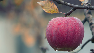 Red apple water droplets blurry - leaf and a blurry background free wallpaper
