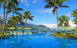 Large pool palm trees beach - palm tree free wallpaper