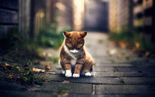 Cat brick walkway alley building - a building in the background free wallpaper