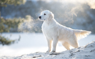 White dog snow hill forest - top of a snow free wallpaper