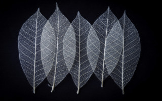 White leaves black background umbrella - a white outline free wallpaper