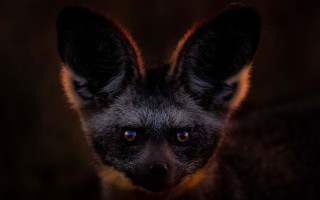 Small animal closeup blurry background - the top of it free wallpaper