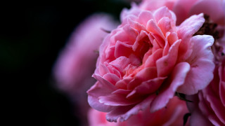 Pink lily blurry flower bouquet - pink free wallpaper for desktop