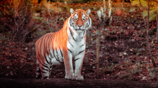 Tiger forest fence autumn leaves - a tiger free wallpaper