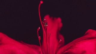 Red flower black background white 2 - a white center free wallpaper