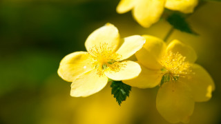Yellow flower green leaves macro 4 - the background and a blurry background behind free wallpaper