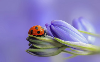 Ladybug purpleflower greenstem purplebackground macroart - a purple flower free wallpaper