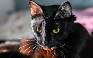 Black cat yellow eyes chiaroscuro 2 - chiaroscuro free wallpaper