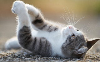 Cat back paws up head - its back free wallpaper