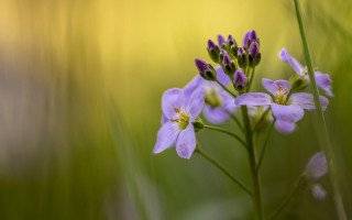 Closeup flower butterfly macro art - macro photography free wallpaper