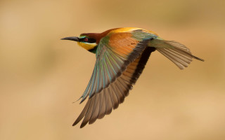Colorful bird flying wings spread 4 - bird free wallpaper