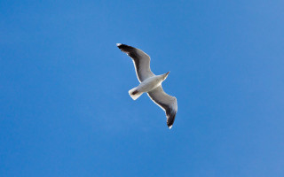 Seagull flying blue sky white 2 - sky free wallpaper