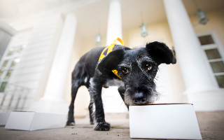 Black dog yellow collar white - a white box free wallpaper