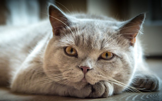 Sad cat laying floor carlos - a sad look free wallpaper