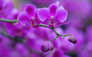 Purple flower bokeh macro stem - a purple flower free wallpaper