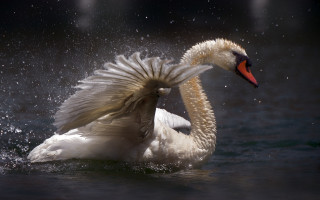 Swan water spread wings impressionist - a swan free wallpaper