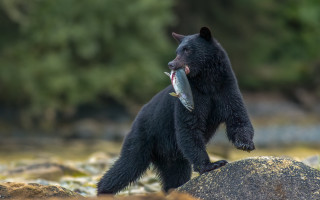 Black bear fish rock river - a rock in a river free wallpaper