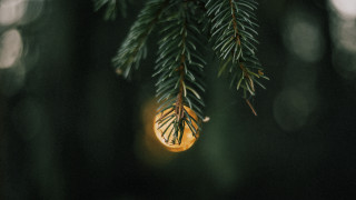 Pine branch light bulb microscopic - a pine tree branch free wallpaper