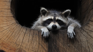 Raccoon peeking tree hollow animal - a raccoon free wallpaper