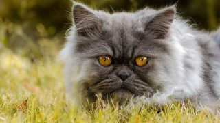 Cat yellow eyes laying in - serious free wallpaper for desktop