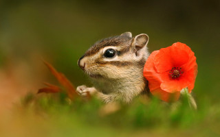 Chipper chipmunk flower grass blurred - chippy free wallpaper