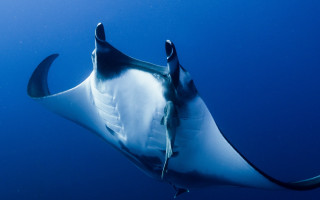 Large fish ocean blue water - underwater free wallpaper