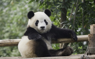 Panda sitting on fence nature - leg free wallpaper