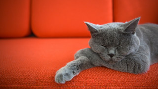 Gray cat orange couch sleeping - the arm of the couch free wallpaper