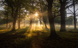 Sunbeam forest trees grass sunlight 2 - tree and grass free wallpaper