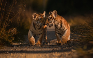 Tiger walking dirt road blurry - their face free wallpaper