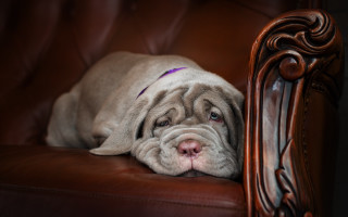 Dog leather chair photorealistic animal - a photorealistic painting free wallpaper