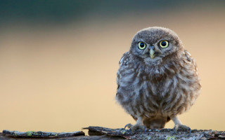 Small owl branch blurry background 2 - a small owl free wallpaper