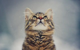 Surprised cat blue eyes microscopic - its face free wallpaper