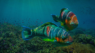 Colorful fish ocean mystical holography - damien hirst free wallpaper