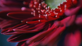 Red flower water droplets bokeh 3 - a red flower free wallpaper