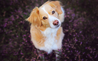 Dog purpleflowers sad look outdoor - his face free wallpaper