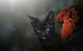 Black cat green eyes flower - the camera free wallpaper