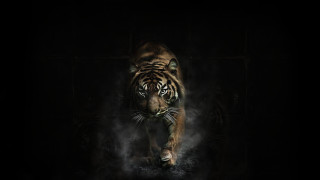 Tiger smoke darkroom digitalpainting monster - a tiger free wallpaper