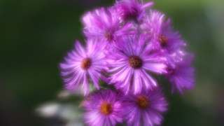 Purple flowers blurry background impressionism - soft focus free wallpaper