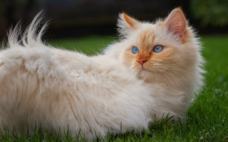 White cat blue eyes laying 2 - a white cat free wallpaper
