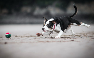 Dog running beach rain tongue - tongue free wallpaper