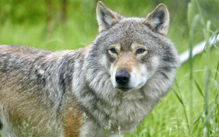 Wolf sad field grass outdoor - caspar wolf free wallpaper