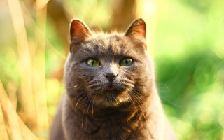 Cat green eyes nature blurry - dof free wallpaper