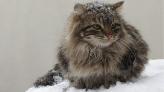 Cat snow sad eyes winter - winter free wallpaper for desktop