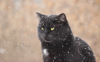 Black cat yellow eyes sitting 2 - a black cat free wallpaper