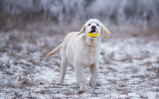 White dog yellow frisbee snow - its mouth free wallpaper