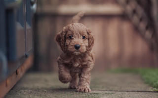 Brown puppy running sidewalk wooden - a wooden fence free wallpaper