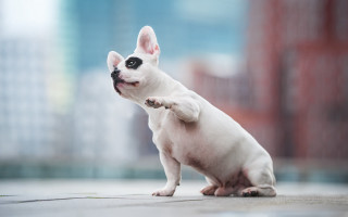 Small white dog cement floor - a black nose free wallpaper