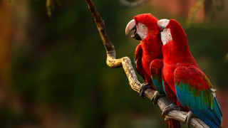 Red blue parrots tree branch - background of trees free wallpaper